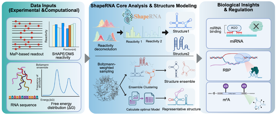 ShapeRNA overview workflow